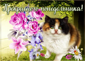 Postcard очаровательная открытка с котиком прекрасного понедельника