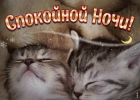 Postcard очаровательная открытка с котятами спокойной ночи!