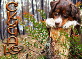 Postcard очаровательная открытка с собачкой скучаю