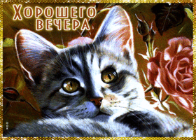 Postcard очаровательная открытка хорошего вечера! с кошкой