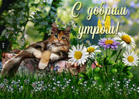 Картинка очаровательная открытка доброе утро с котом