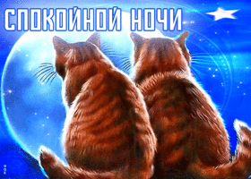 Postcard оригинальная и уникальная открытка с двумя котами спокойной ночи