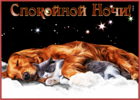Picture оригинальная открытка с собакой и кошкой спокойной ночи
