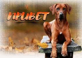 Postcard ошеломительная и эффектная открытка с собакой привет