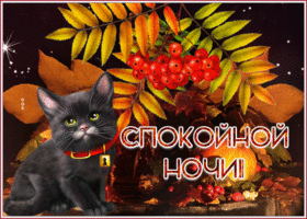 Картинка осенняя открытка спокойной ночи с котенком