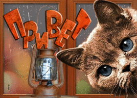 Открытка особенная открытка привет с кошкой у окна