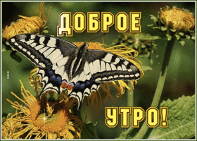 Открытка открытка доброе утро с бабочкой