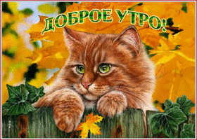 Открытка открытка доброе утро с осенью и котом
