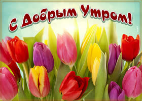 Картинка открытка доброе утро с тюльпанами