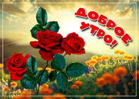 Открытка открытка доброе утро с живыми розами