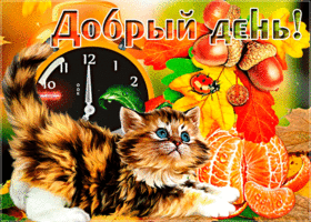 Открытка открытка добрый день с котиком