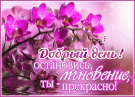 Картинка открытка добрый день с орхидеей