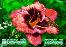 Открытка открытка добрый день цветы