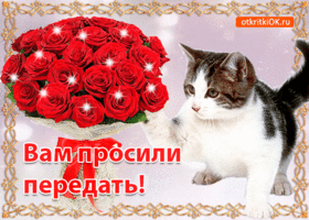 Картинка открытка кот и розы