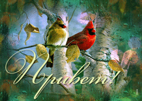 Открытка открытка привет с птичками