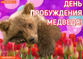 Открытка открытка с днём пробуждения медведя