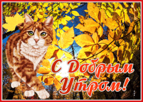 Картинка открытка с добрым утром с котом