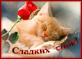 Открытка открытка спокойной ночи с кошкой