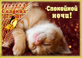 Картинка открытка спокойной ночи со спящим котиком