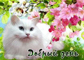 Картинка отличная открытка добрый день с красивой кошкой