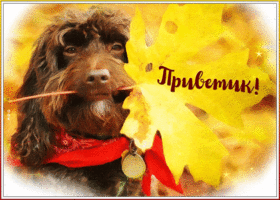 Picture отличная открытка с милым псом приветик!