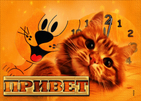 Postcard отличная открытка с рыжим котиком привет