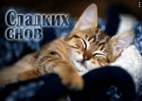 Postcard поразительная открытка с котиком сладких снов!