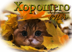 Picture поразительная открытка хорошего дня! с котиком в листьях