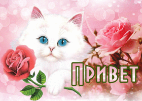 Картинка потрясающая открытка привет с кошкой
