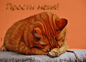 Picture потрясающая открытка прости меня! с грустым рыжим котом