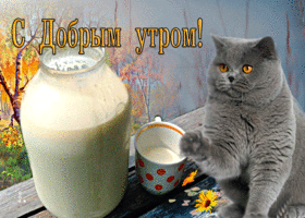 Postcard позитивная открытка с котиком и молоком с добрым утром