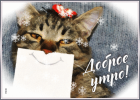 Postcard позитивная открытка с улыбающимся котиком доброе утро