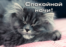 Postcard позитивная открытка спокойной ночи! с котом