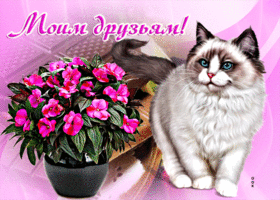 Picture прелестная открытка моим друзьям! с кошкой и цветком