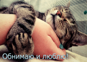 Postcard прелестная открытка обнимаю и люблю! с котом