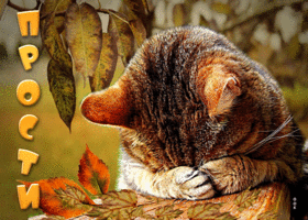 Postcard прелестная открытка с печальным котом прости