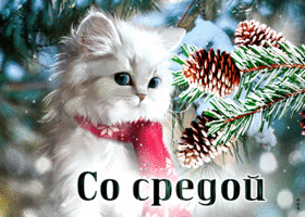 Postcard прелестная открытка со средой! с белой кошечкой