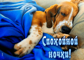 Picture прелестная открытка спокойной ночки! с классным псом