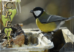Picture превосходная открытка с птичкой среда
