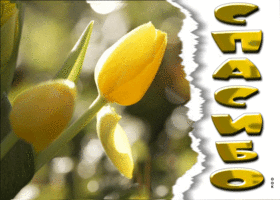 Picture превосходная открытка спасибо! с желтыми тюльпанами