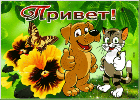 Picture прикольная открытка привет! с котом и собакой