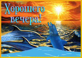 Postcard прикольная открытка с дельфином хорошего вечера