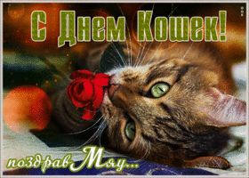 Открытка прикольная открытка с днем кошек