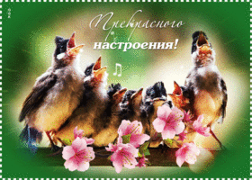 Postcard прикольная открытка с птенцами прекрасного настроения