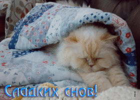 Picture прикольная открытка сладких снов! с белым котом