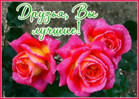 Postcard радостная открытка с розами друзья, вы лучшие!