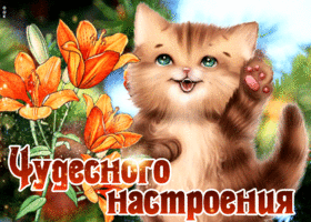 Открытка шикарная открытка чудесного настроения с котиком