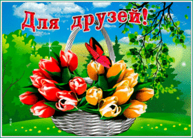 Картинка шикарная открытка для друзей с тюльпанами