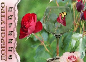 Postcard шикарная открытка с розами доброе утро! пятница