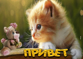 Postcard симпатичная открытка с котенком привет